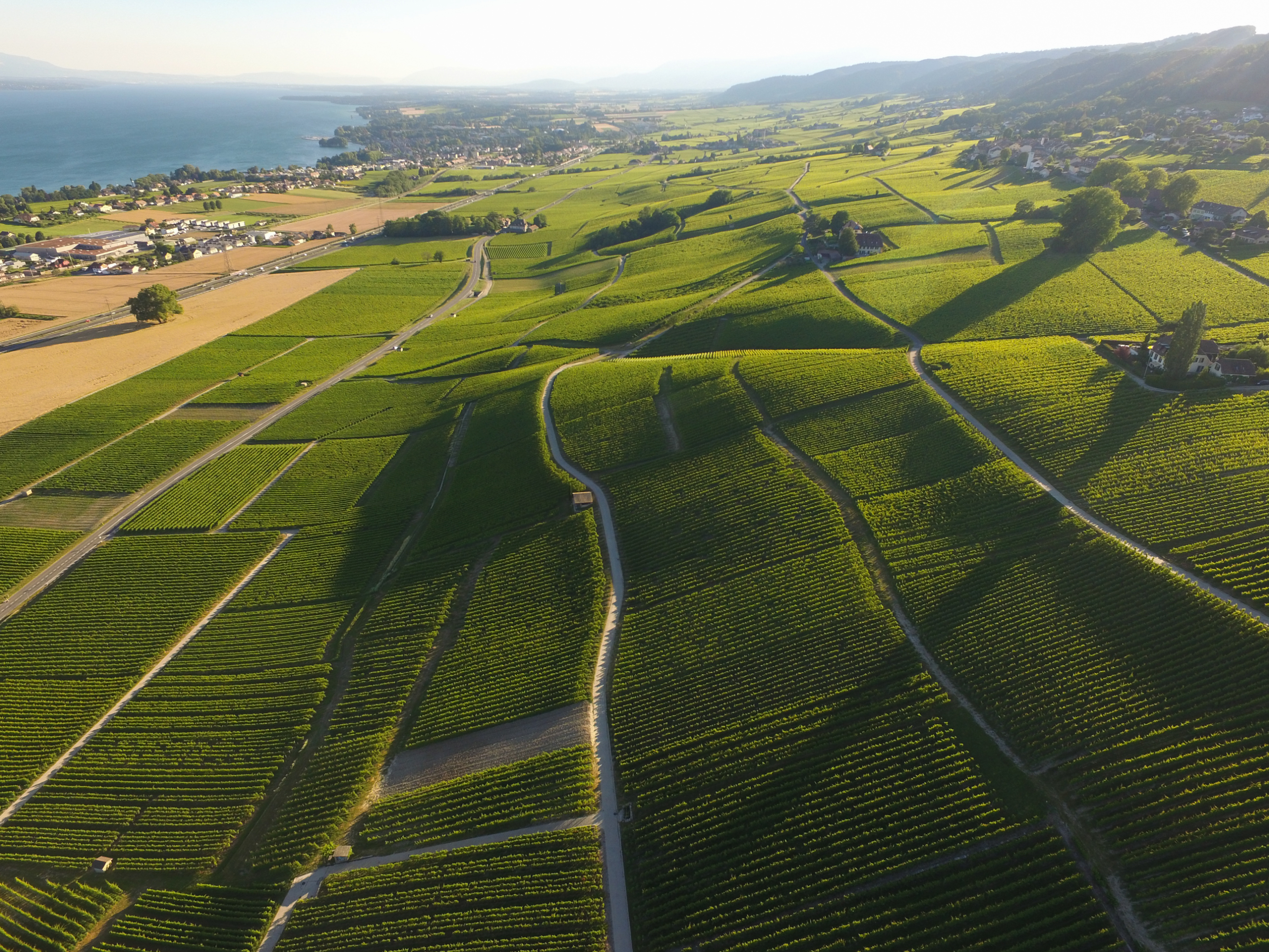 Aerial of Vineyard fields between Lausanne and Geneva in Switzerland
